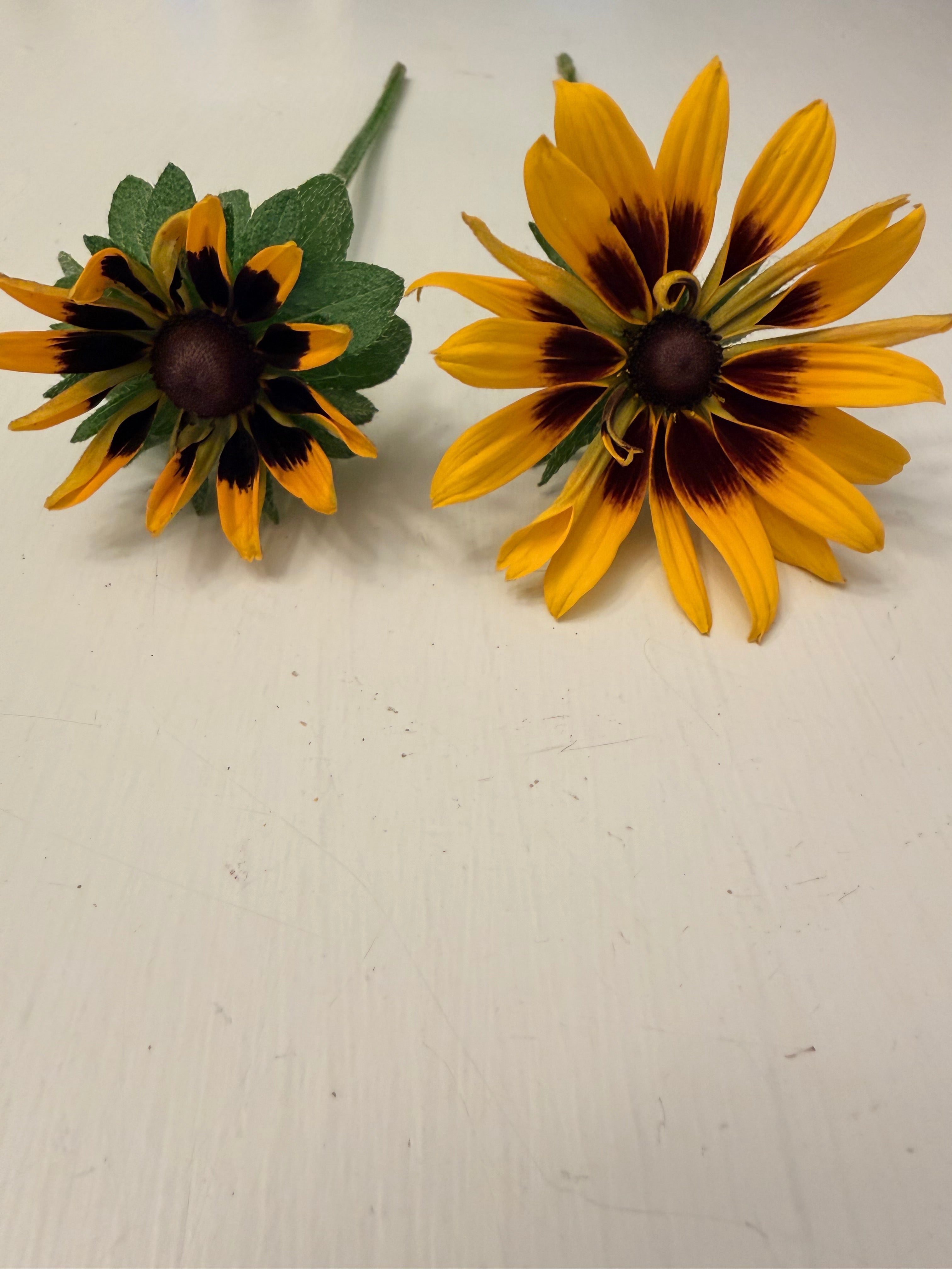 Rudbeckia - Denver Daisy - Bundle of 10 Stems