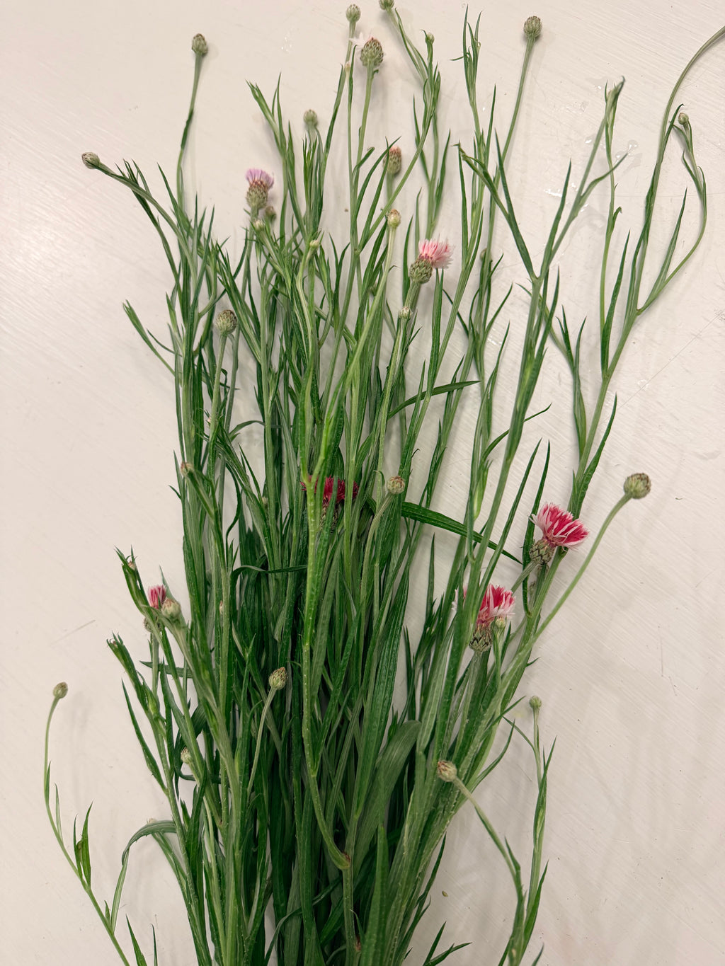 Bachelor Button - Romantic - 5 and 10 Stems