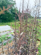 Atriplex Red - Bundle of 10 Stems
