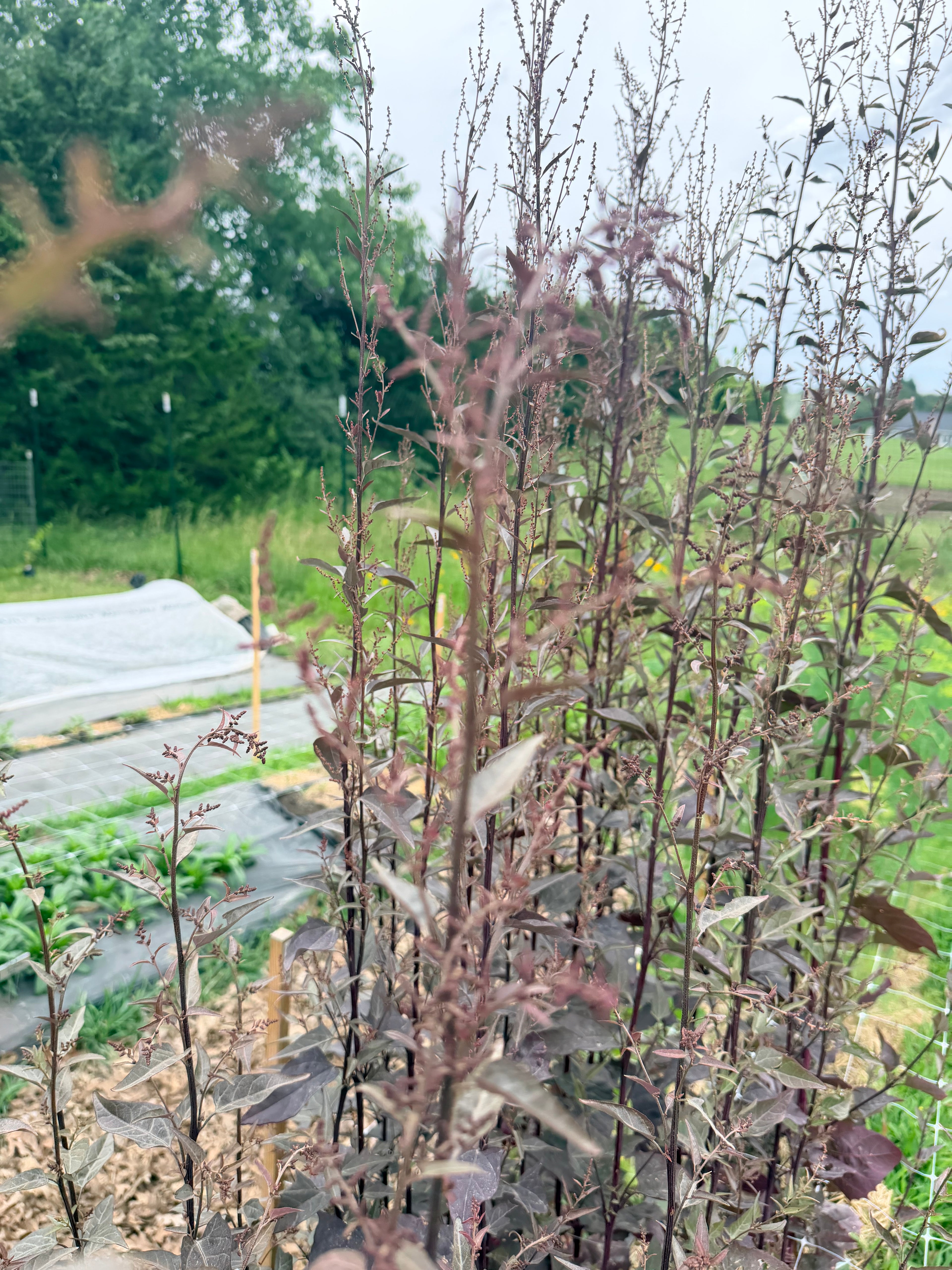 Atriplex Red - Bundle of 10 Stems
