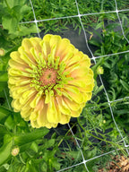 Zinnia - Queeny Lime Blush - Bundle of 5 and 10 Stems