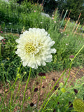 Scabiosa - QIS White - Bundle of 10 Stems