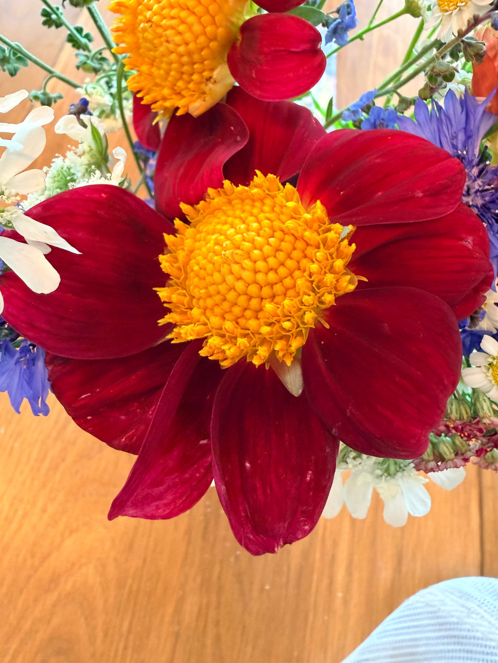 Dahlias - Mixed Bunch - Bundle of 5 and 10 Stems