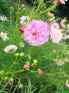 Cosmos - Double Click Romantic Mix - Bundle of 5 and 10 Stems