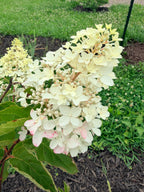 Hydrangea - Panicle - By the Stem