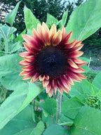 Sunflower (ProCut) - Plum - Bundle of 5 and 10 Stems