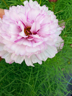 Cosmos - Double Click Romantic Mix - Bundle of 5 and 10 Stems