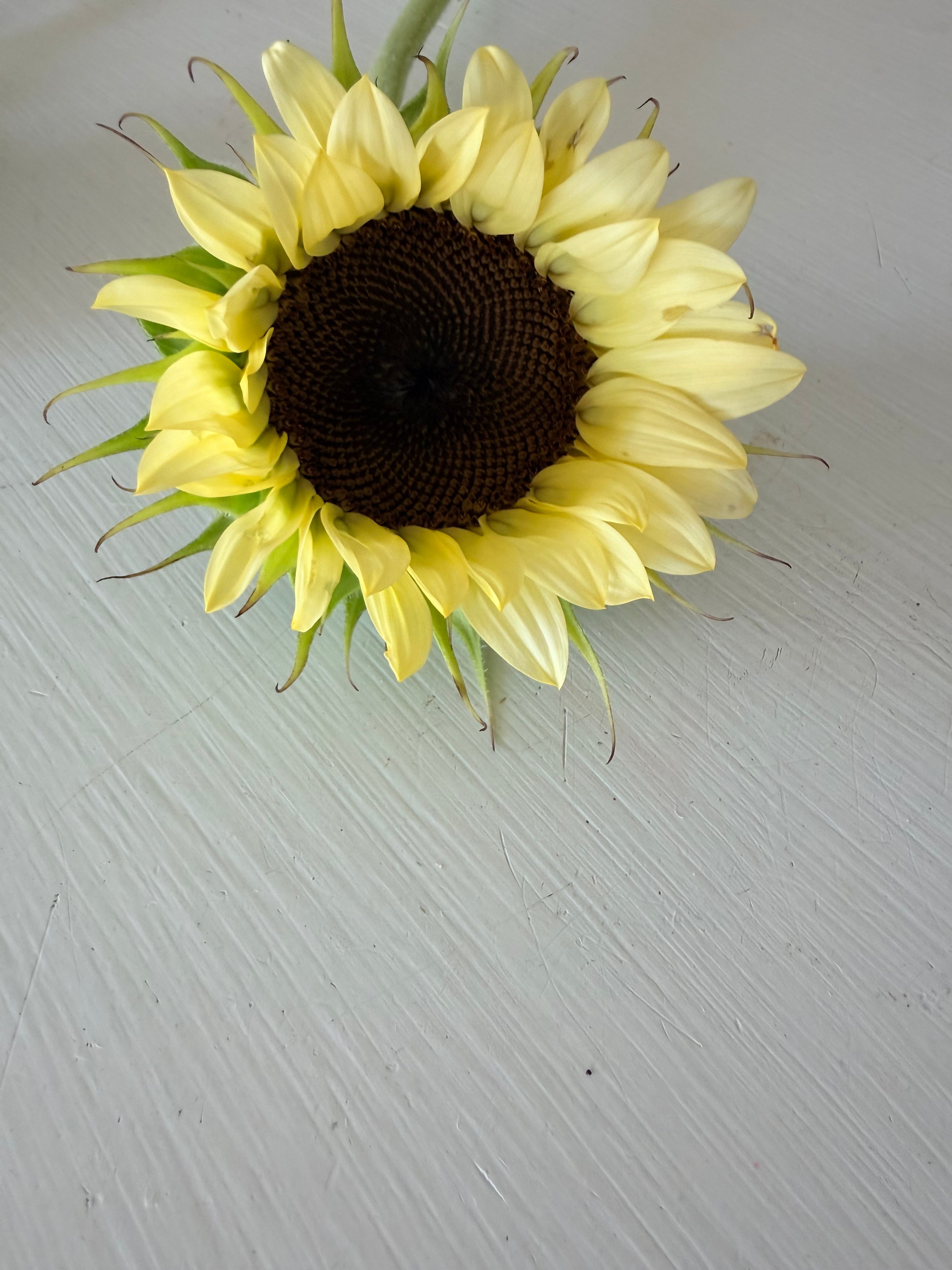 Sunflower (ProCut) - White Nite - Bundle of 5 and 10 Stems