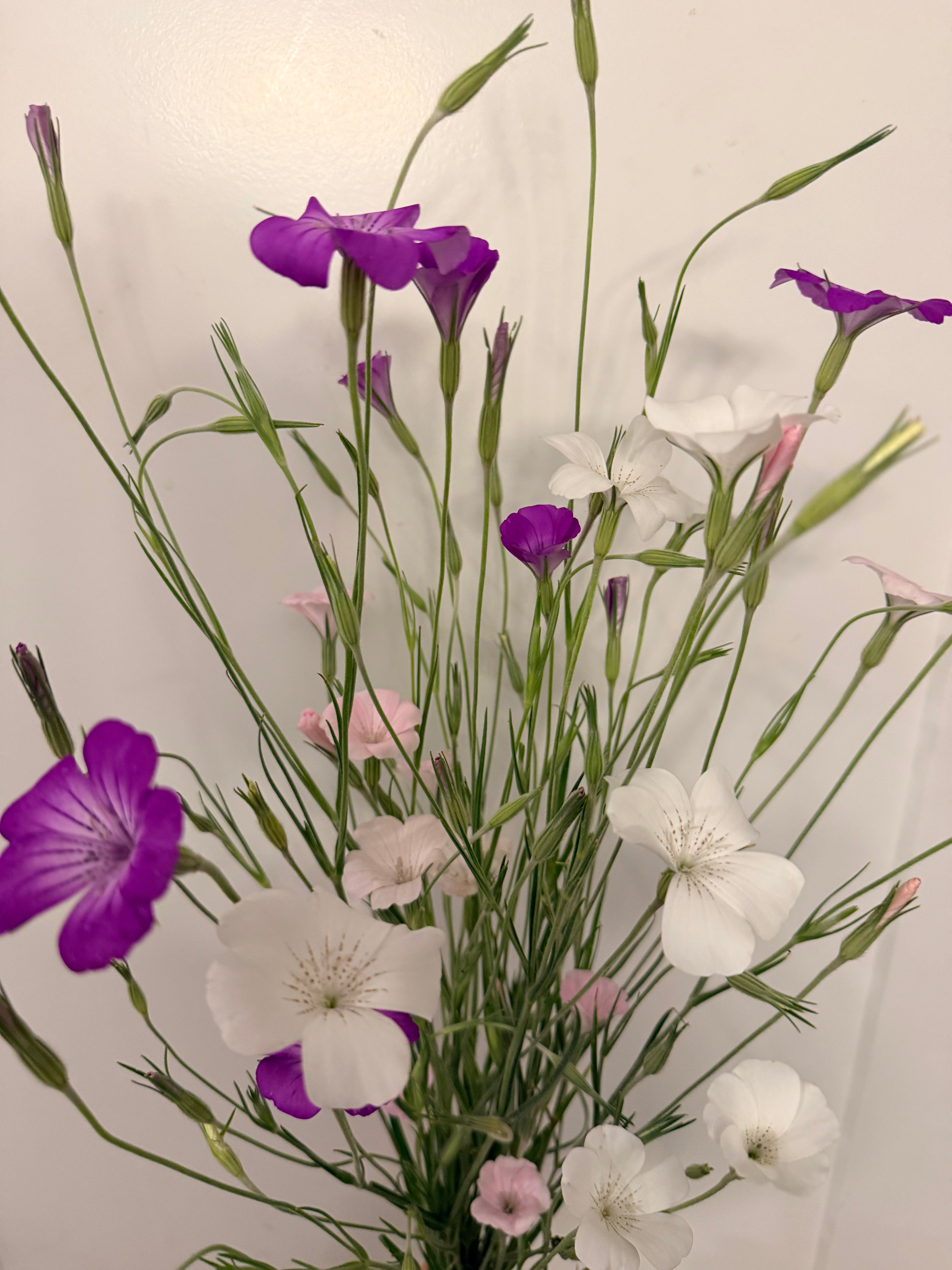 Corn Cockle - Mixed Bunch - Bundle of 10 Stems