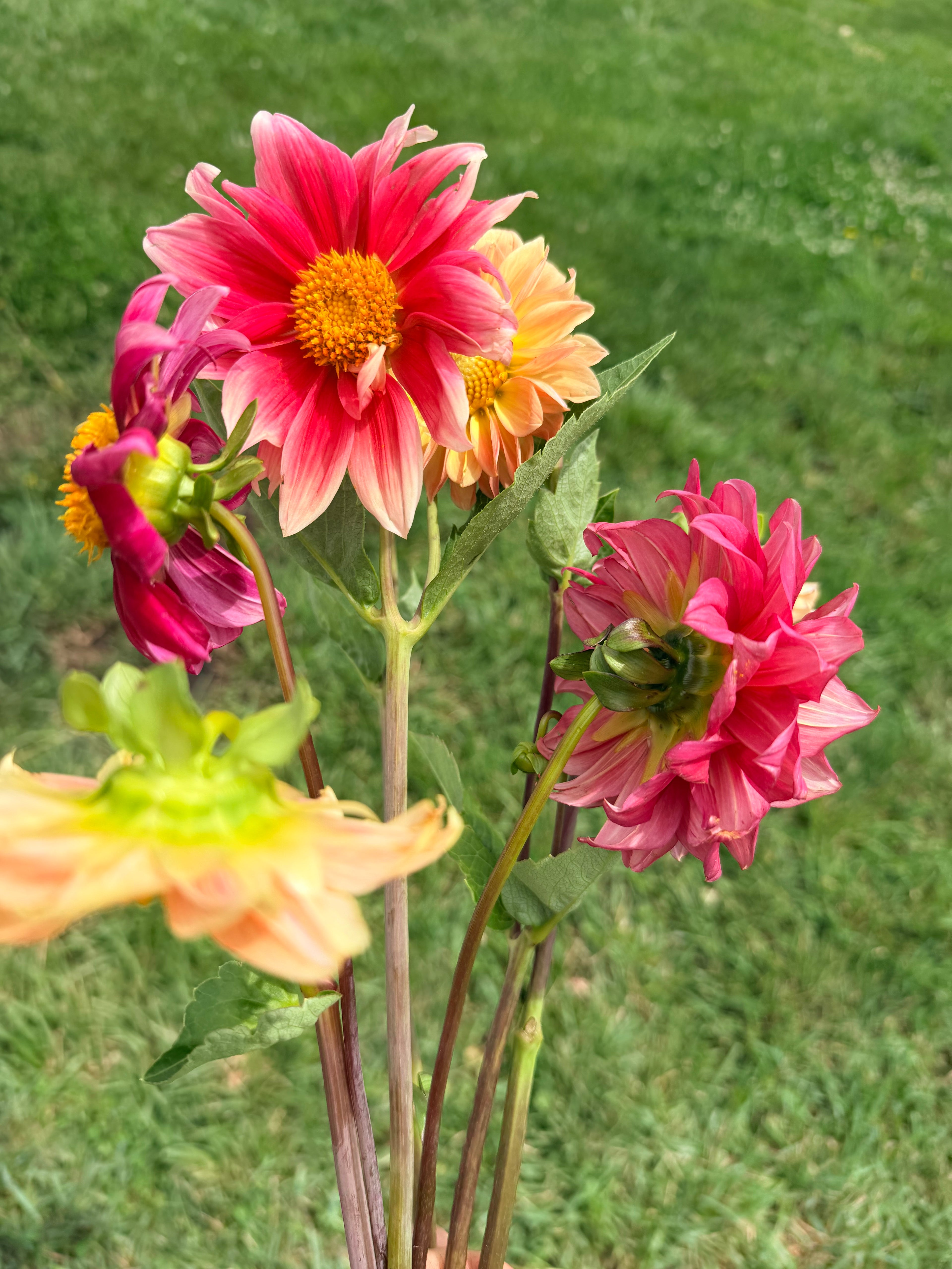 Dahlias - Mixed Bunch - Bundle of 5 and 10 Stems