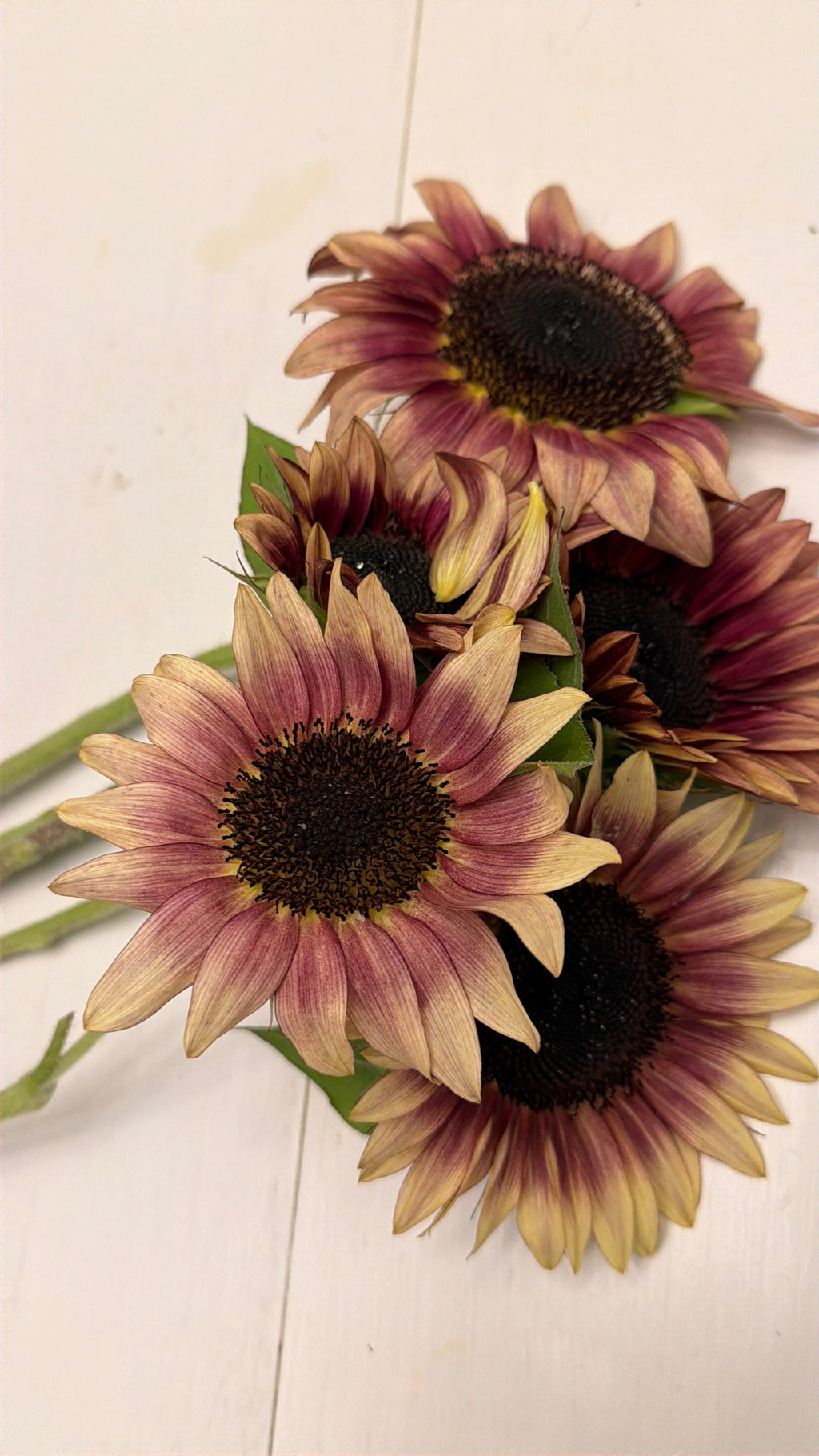 Sunflower (ProCut) - Plum - Bundle of 5 and 10 Stems