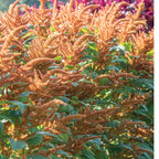 Celosia - Hot Biscuits - Bundle of 5 and 10 Stems - Coming Soon!