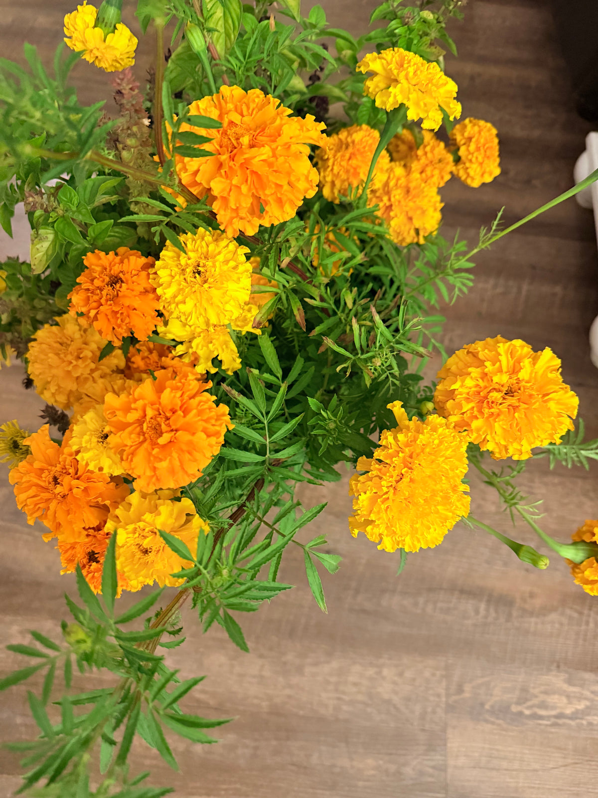 Marigold - Mixed Bunch - Bundle of 5 and 10 Stems