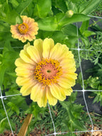 Zinnia - Queeny Lime Blush - Bundle of 5 and 10 Stems