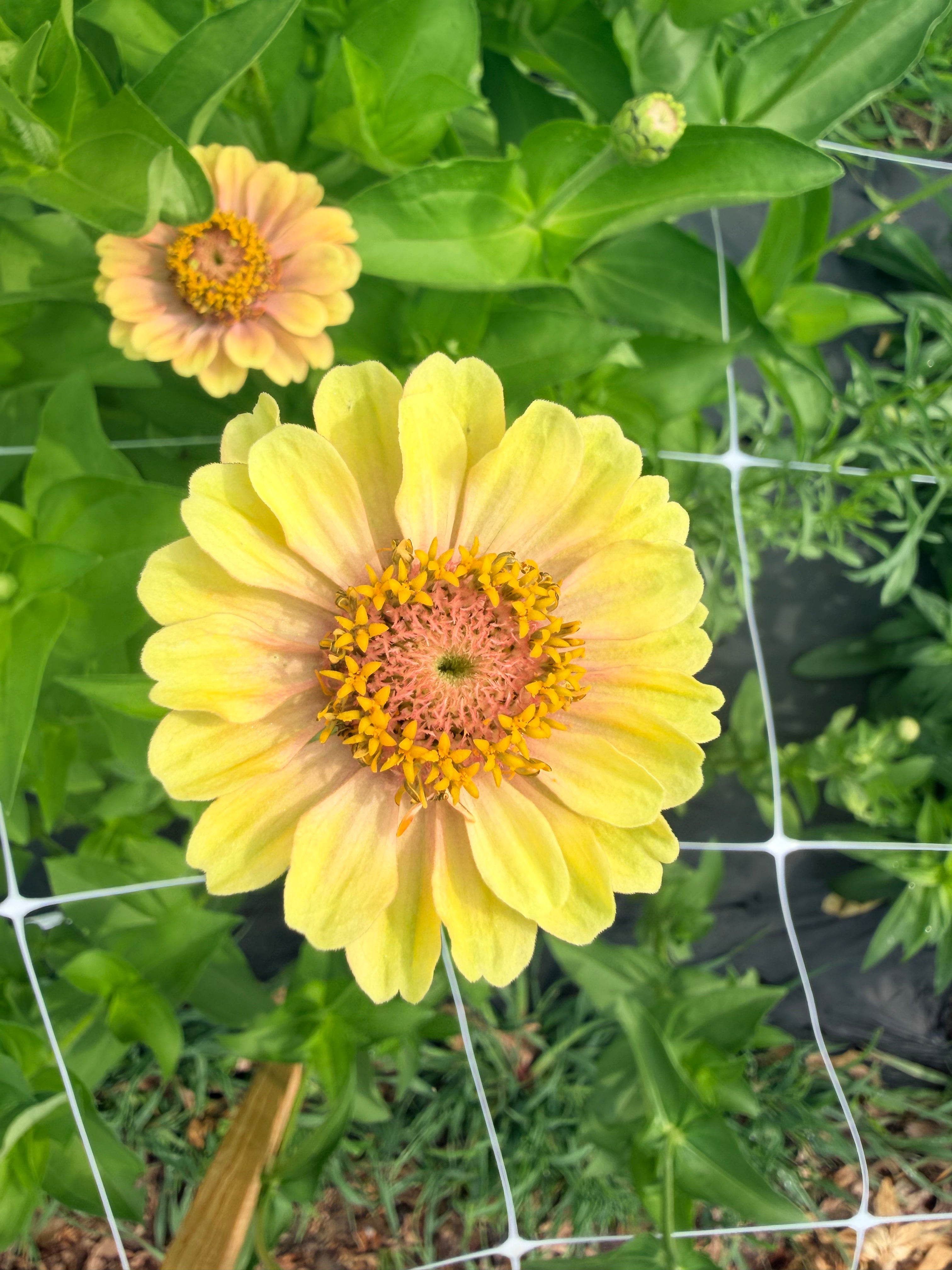 Zinnia - Queeny Lime Blush - Bundle of 5 and 10 Stems