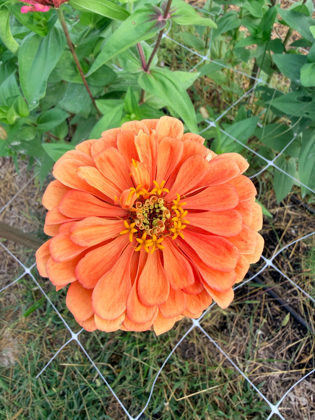 Zinnia - Benary's Salmon - Bundle of 5 and 10 Stems