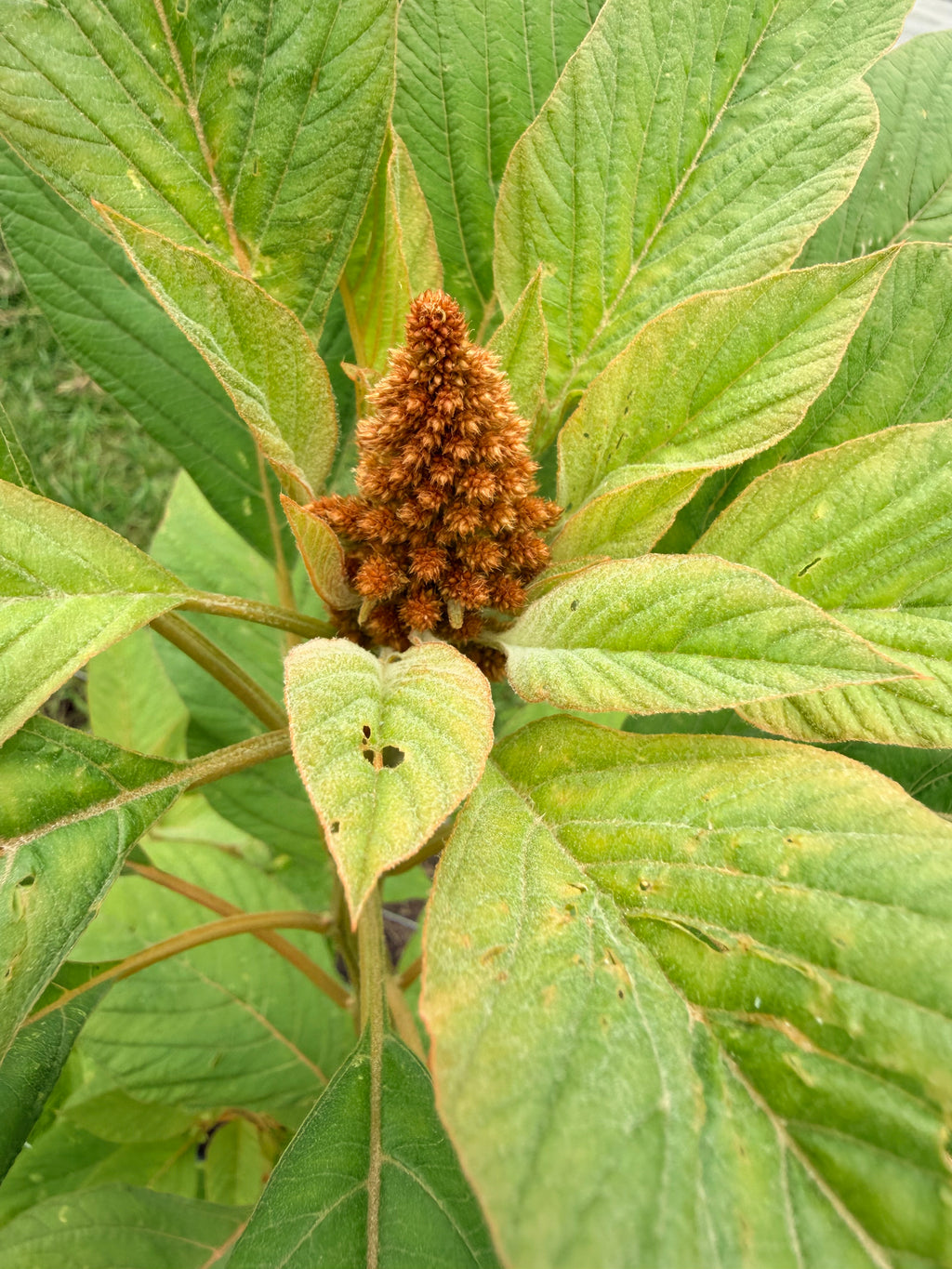 Celosia - Hot Biscuits - Bundle of 5 and 10 Stems - Coming Soon!