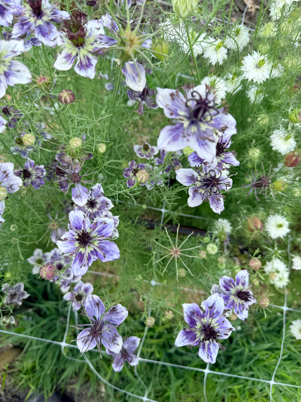 Nigella - Mixed Bunch - Bundle of 10 Stems
