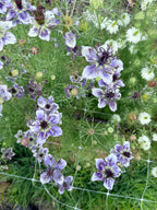 Nigella - Mixed Bunch - Bundle of 10 Stems