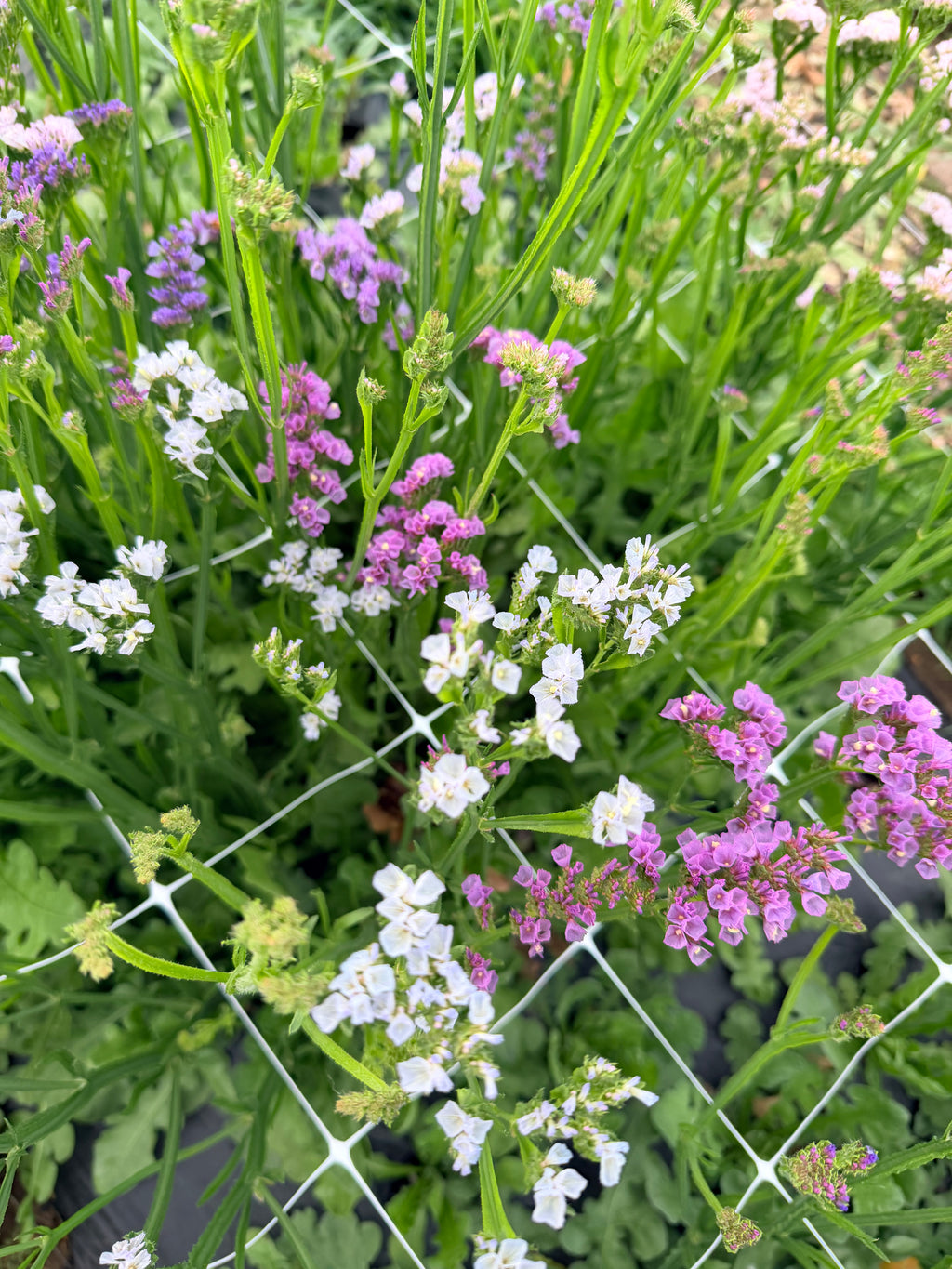 Statice - Bundle of 10 Stems - Pastel Shades