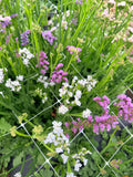 Statice - Bundle of 10 Stems - Pastel Shades
