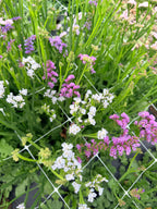 Statice - Bundle of 10 Stems - Pastel Shades