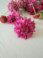 Scabiosa - Salmon Rose - Bundle of 10 Stems