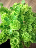Bells of Ireland - Bundle of 10 Stems