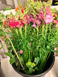 Snapdragon - Mixed Bunch - Bundle of 10 Stems