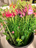 Snapdragon - Mixed Bunch - Bundle of 10 Stems
