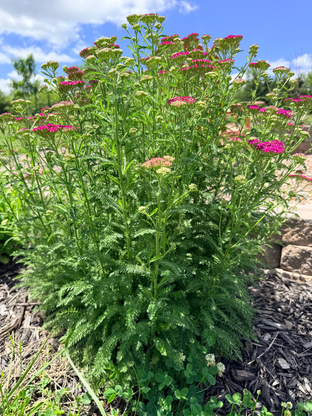 Yarrow - Pink - Bundle of 10 Stems