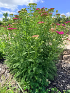 Yarrow - Pink - Bundle of 10 Stems