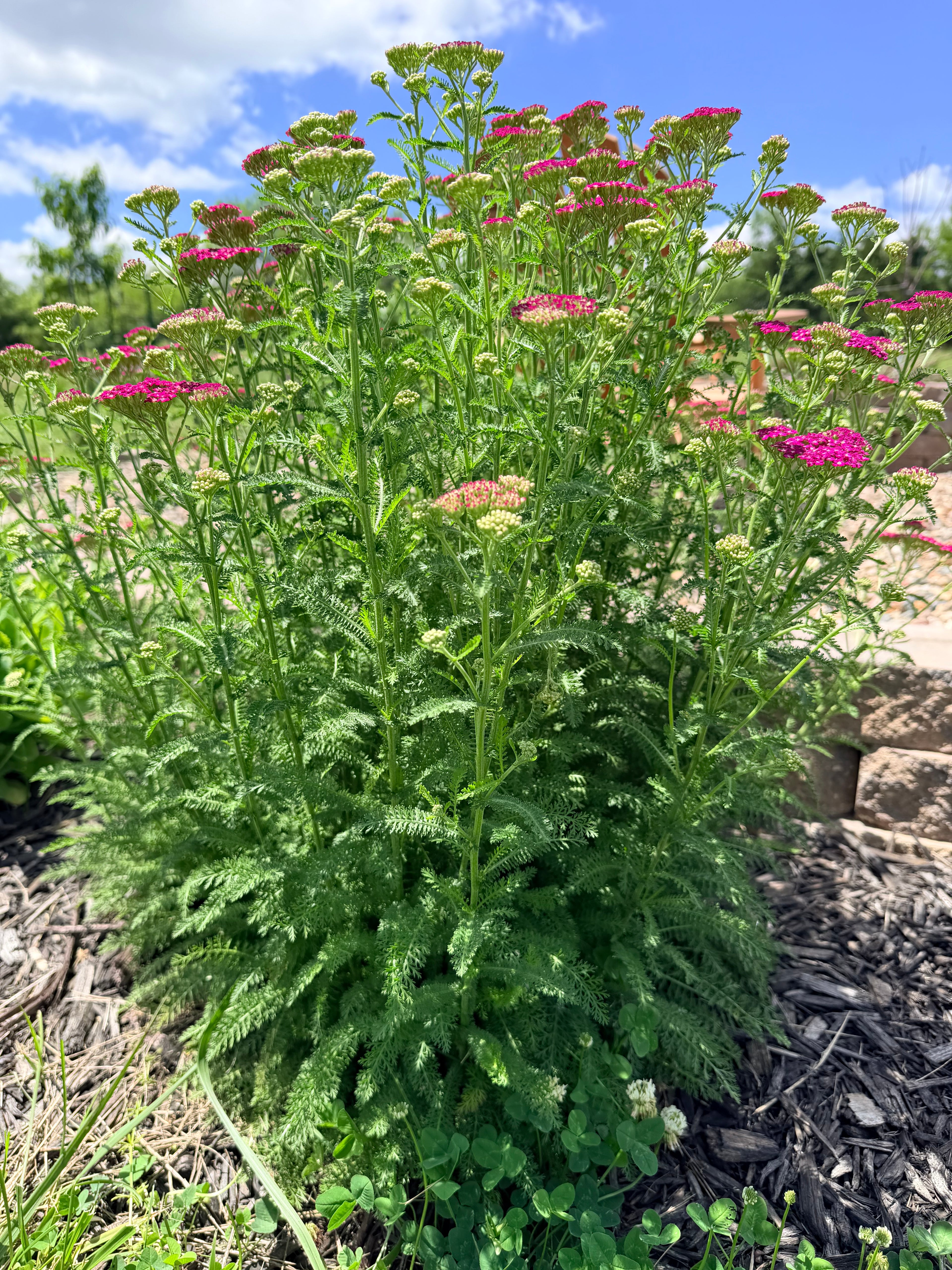 Yarrow - Pink - Bundle of 10 Stems