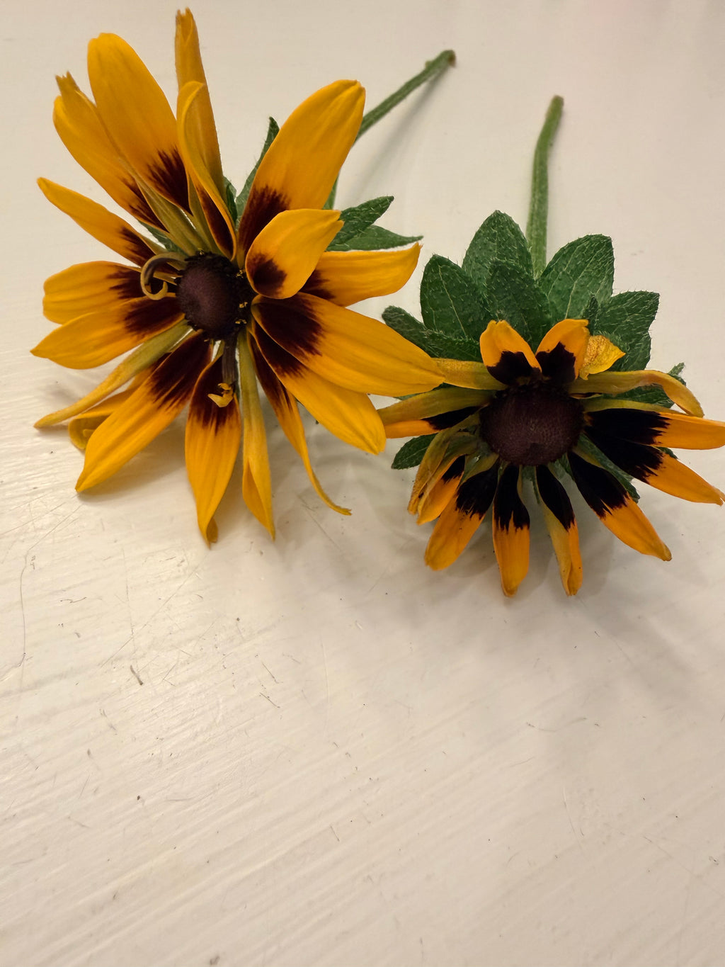 Rudbeckia - Denver Daisy - Bundle of 10 Stems