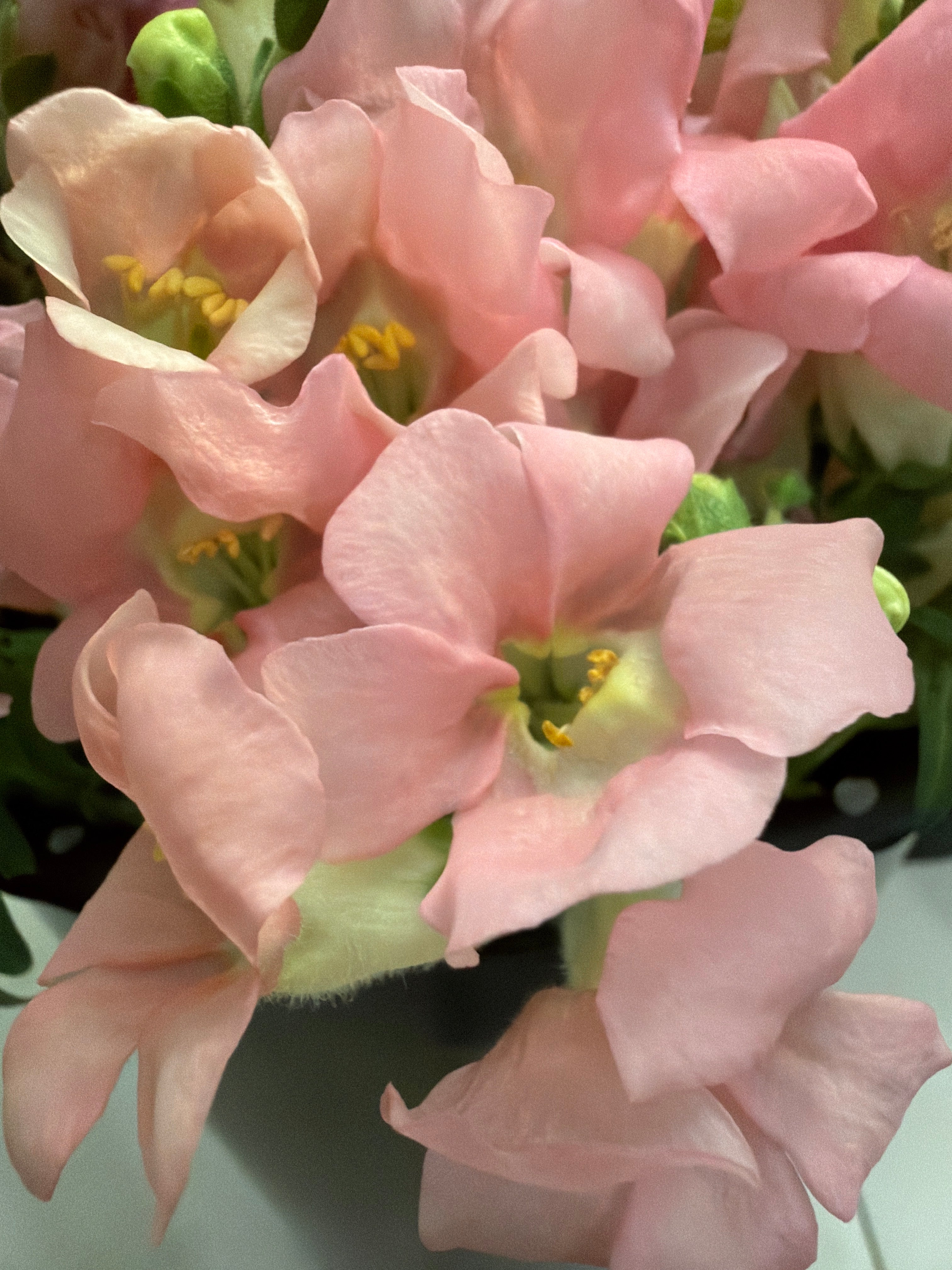 Snapdragon - Bundle of 10 stems -  Light Pink