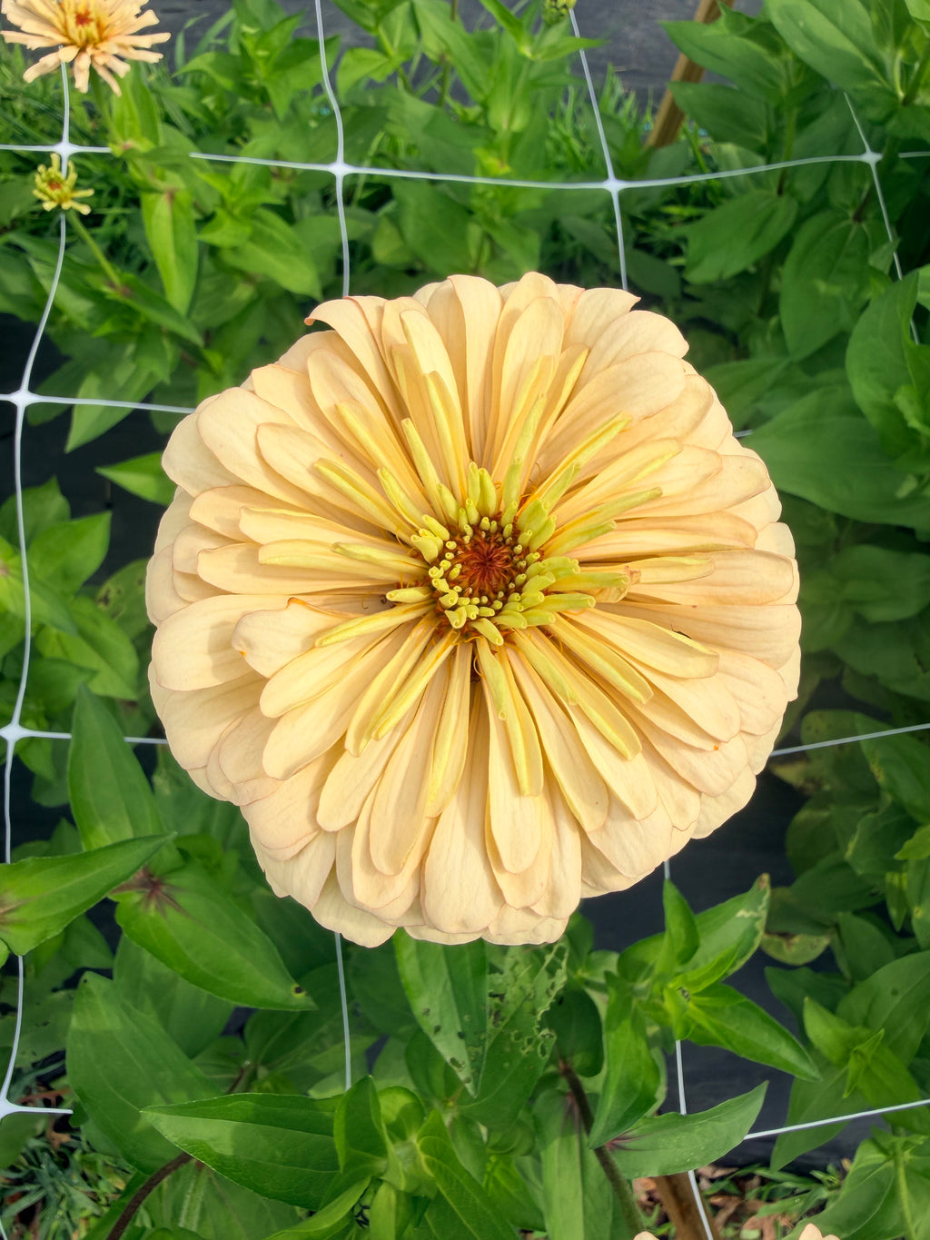 Zinnia - Linen - Bundle of 5 and 10 Stems