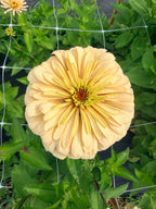 Zinnia - Linen - Bundle of 5 and 10 Stems