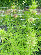 Monarda - Lemon Mint - Bundle of 10 Stems