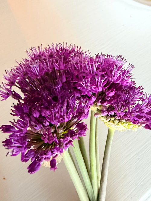 Allium - Atropurpureum - 5 Stems