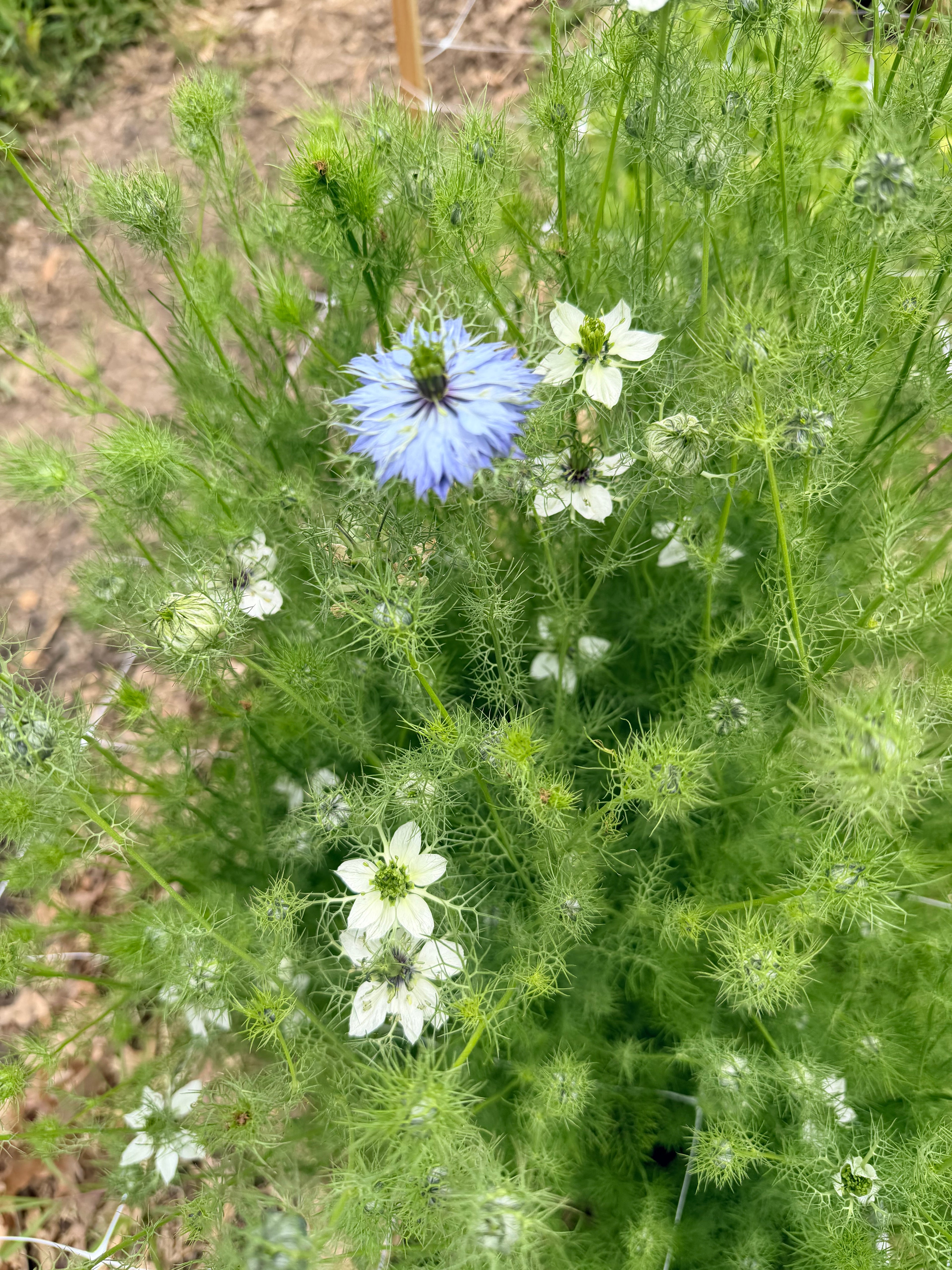 Nigella - Love-in-a-Mist - Bundle of 10 Stems