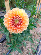 Dahlias - Mixed Bunch - Bundle of 5 and 10 Stems