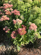Sedum - Autumn Joy - Bundle of 5 and 10 Stems