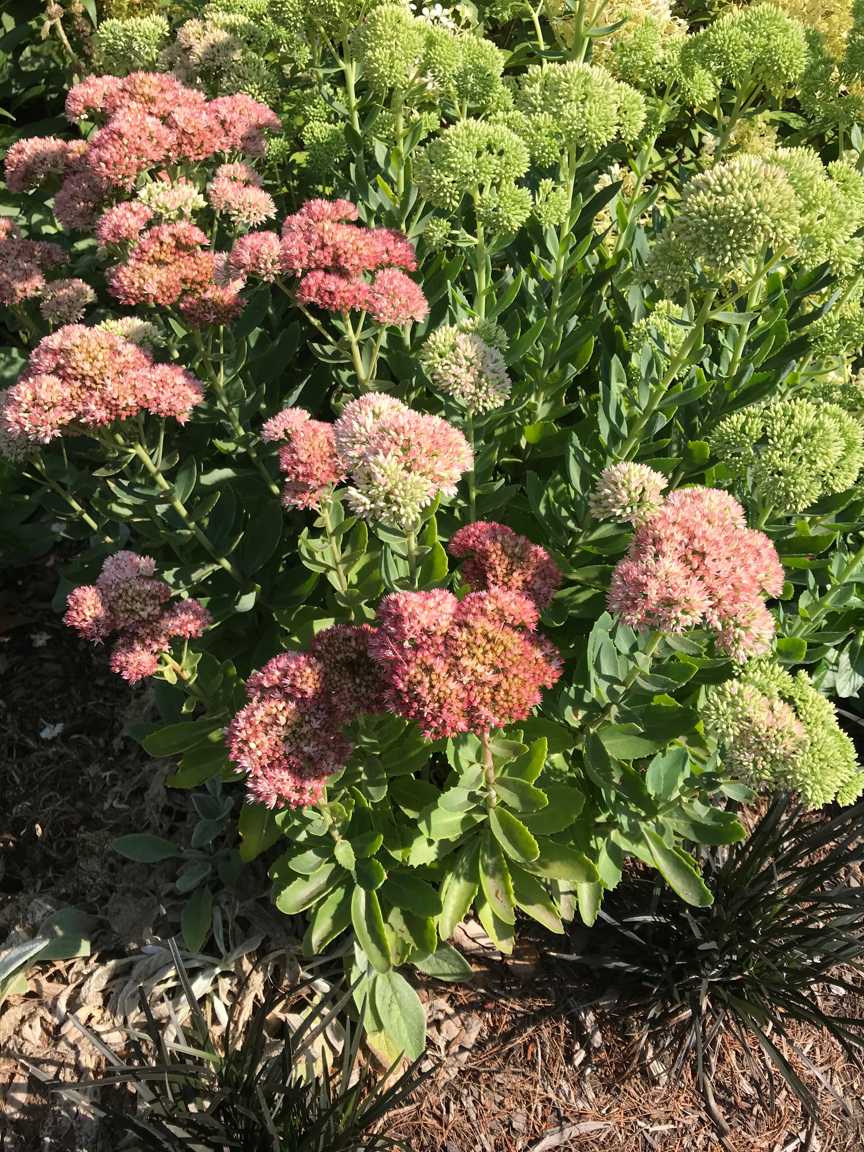 Sedum - Autumn Joy - Bundle of 5 and 10 Stems