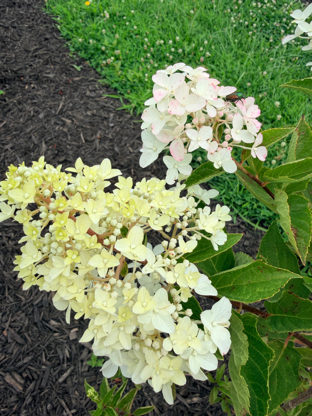 Hydrangea - Panicle - By the Stem