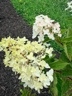 Hydrangea - Panicle - By the Stem