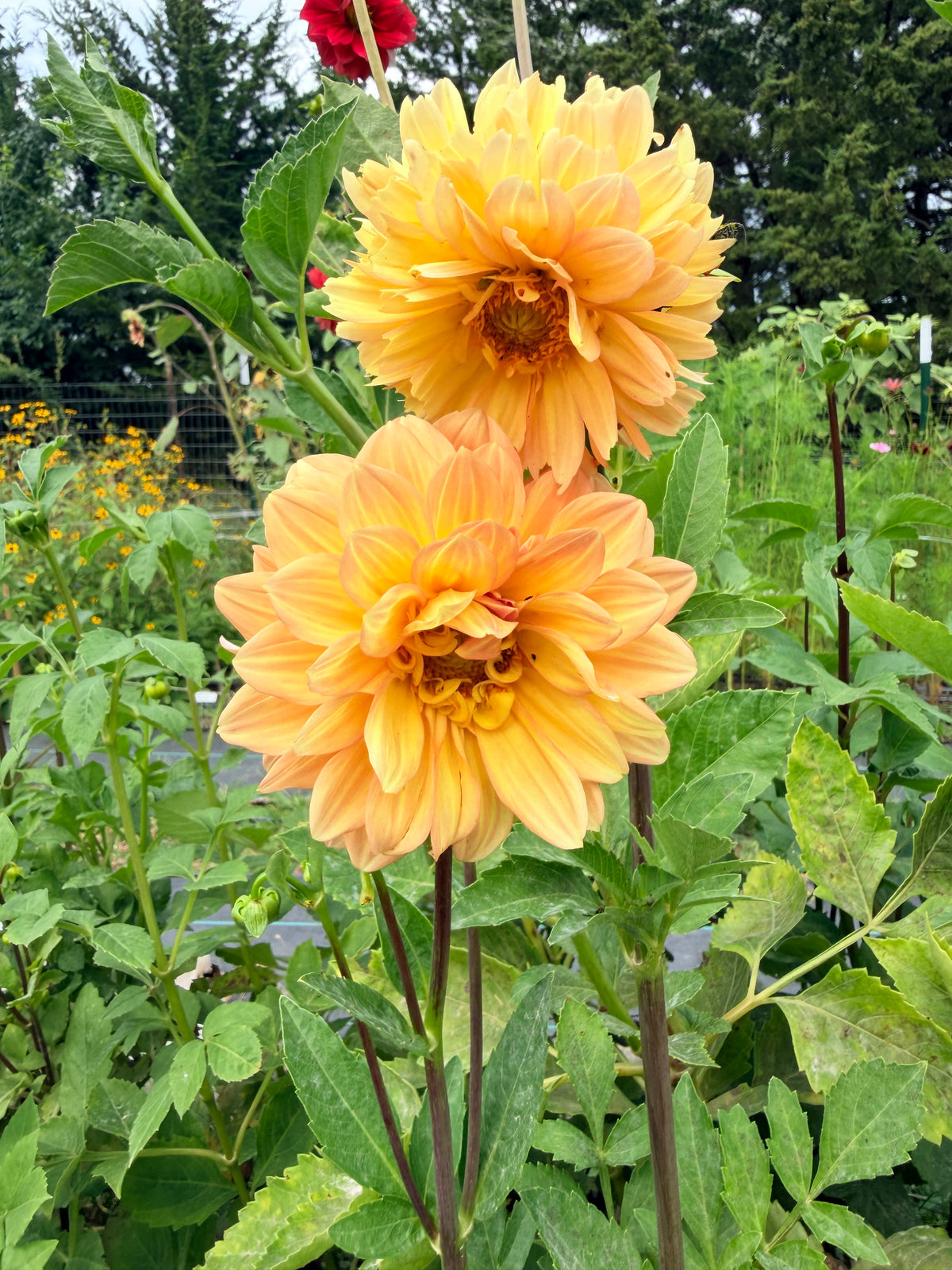 Dahlias - Mixed Bunch - Bundle of 5 and 10 Stems
