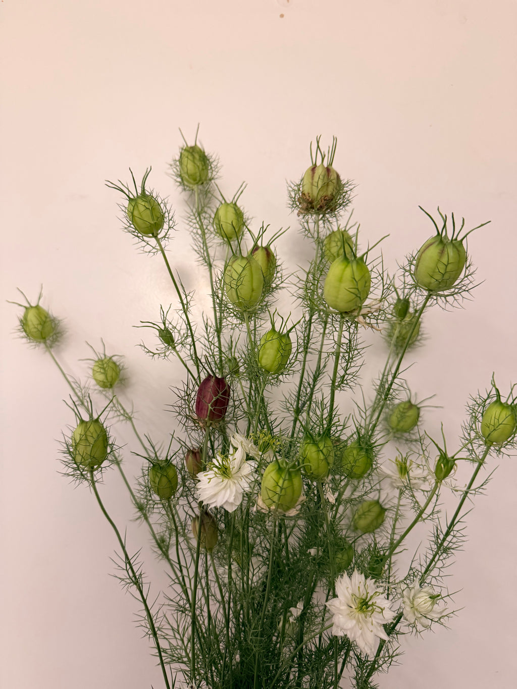 Nigella - Mixed Bunch - Bundle of 10 Stems