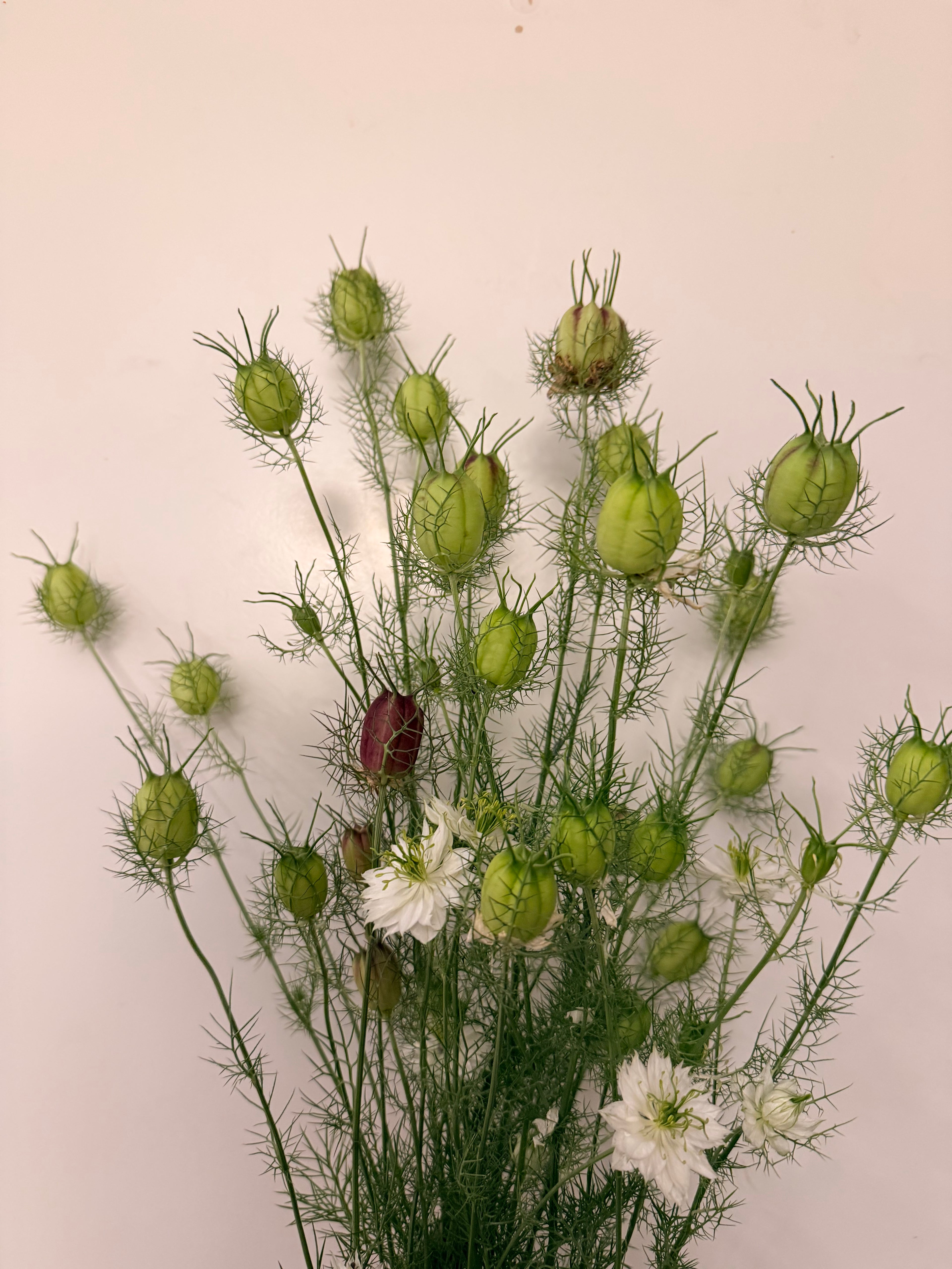 Nigella - Mixed Bunch - Bundle of 10 Stems