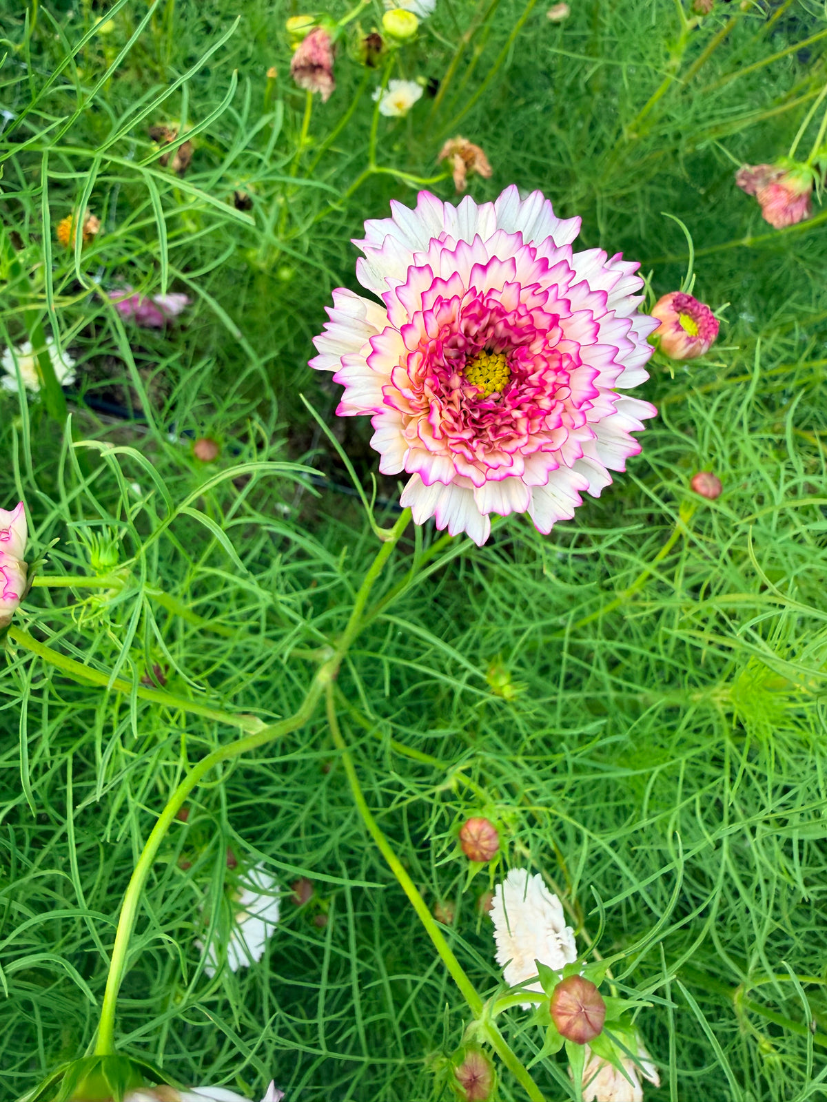 Cosmos - Double Click Romantic Mix - Bundle of 5 and 10 Stems