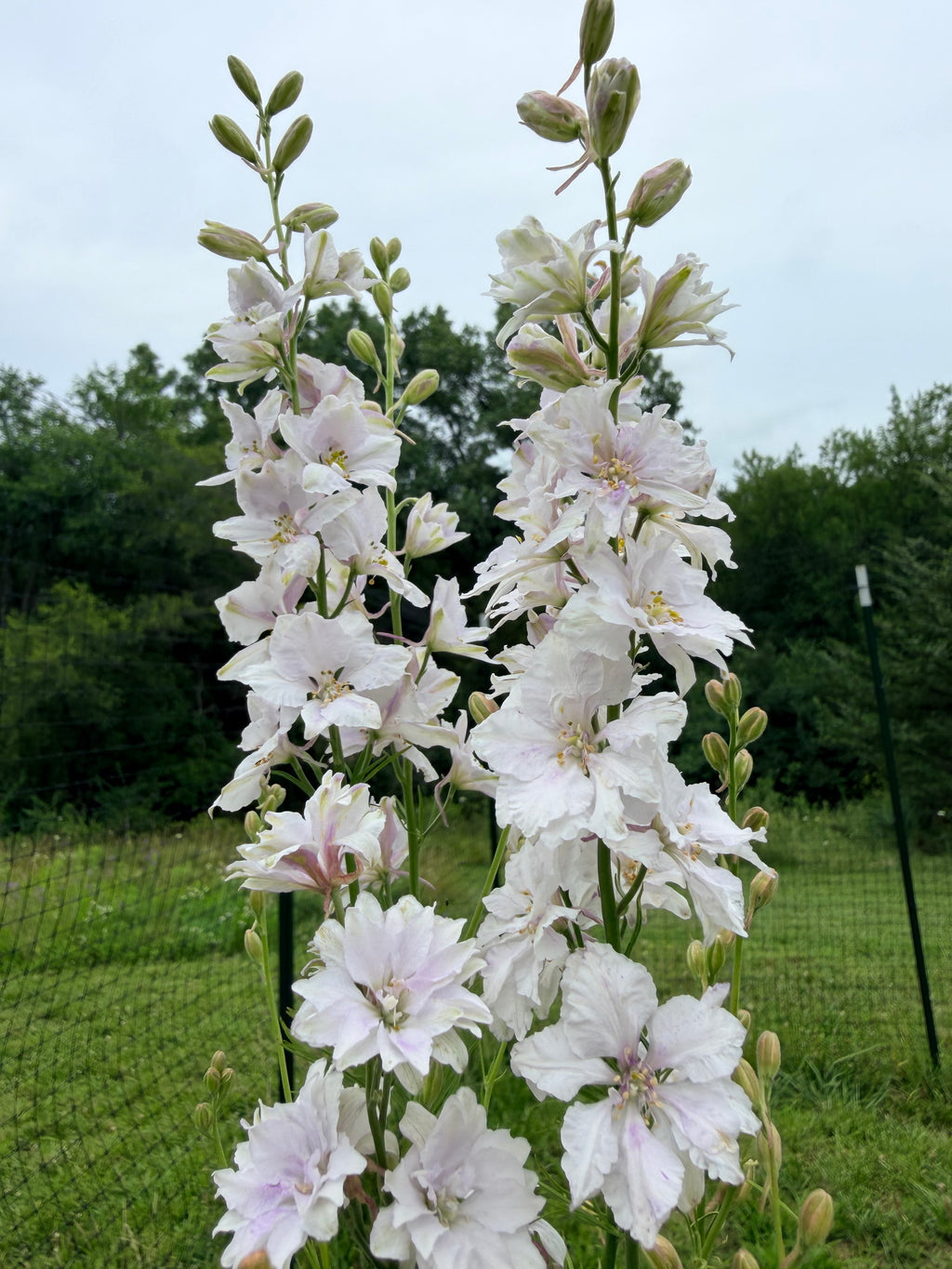 Larkspur - Fancy Smokey Eyes - Bundle of 10 Stems